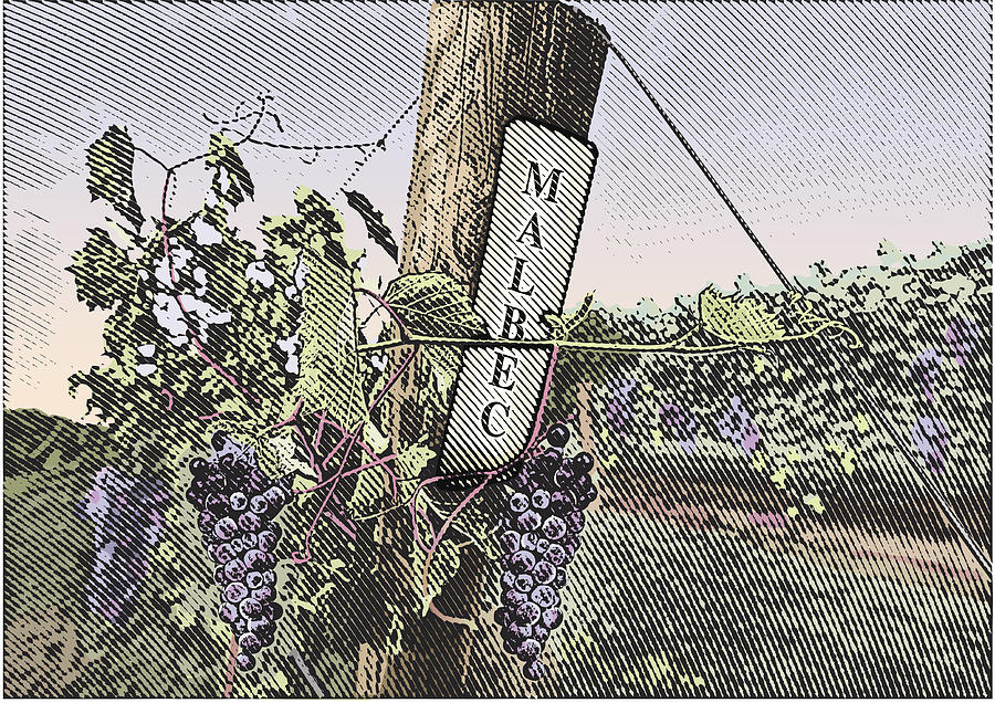 Vineyard Grapes Malbec Drawing by GeorgePeters