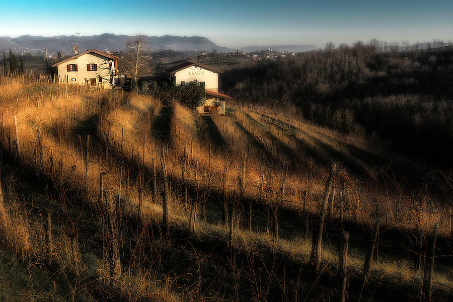 Vineyard in Friulis Ruttars Photograph by Wolfgang Stocker
