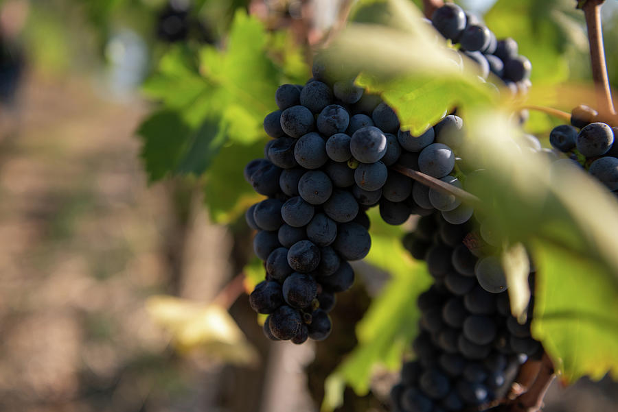 Vineyard in Montalcino Photograph by Eleni Kouri