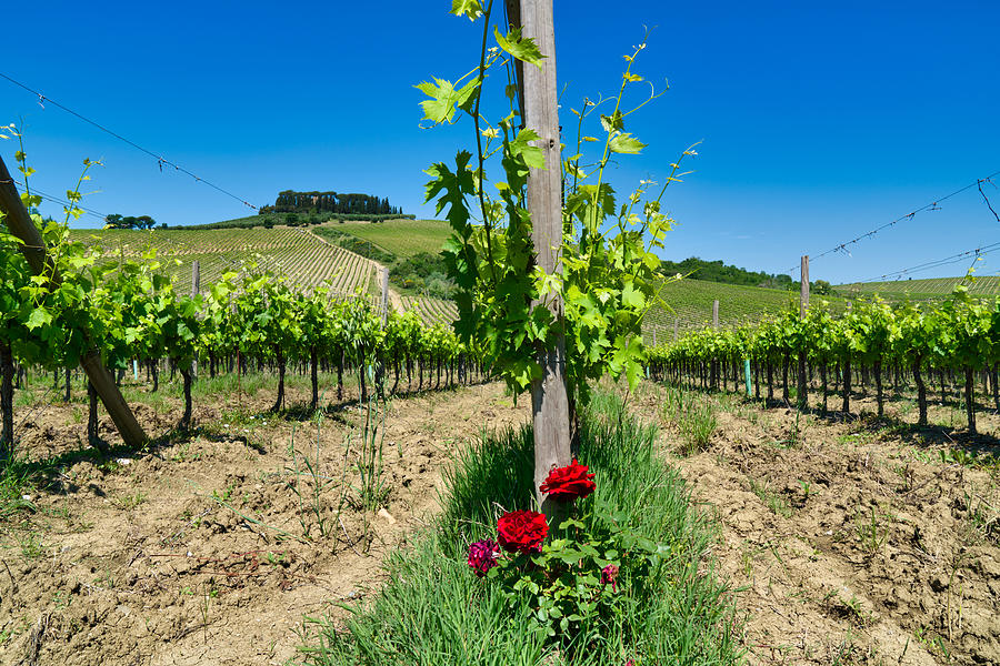Vineyard in Siena Province, Tuscany, Italy Photograph by Mauro Tandoi