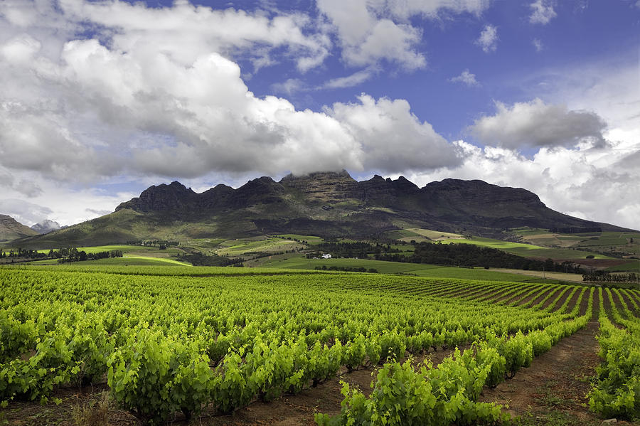 Vineyard in South Africa Photograph by Nicolamargaret