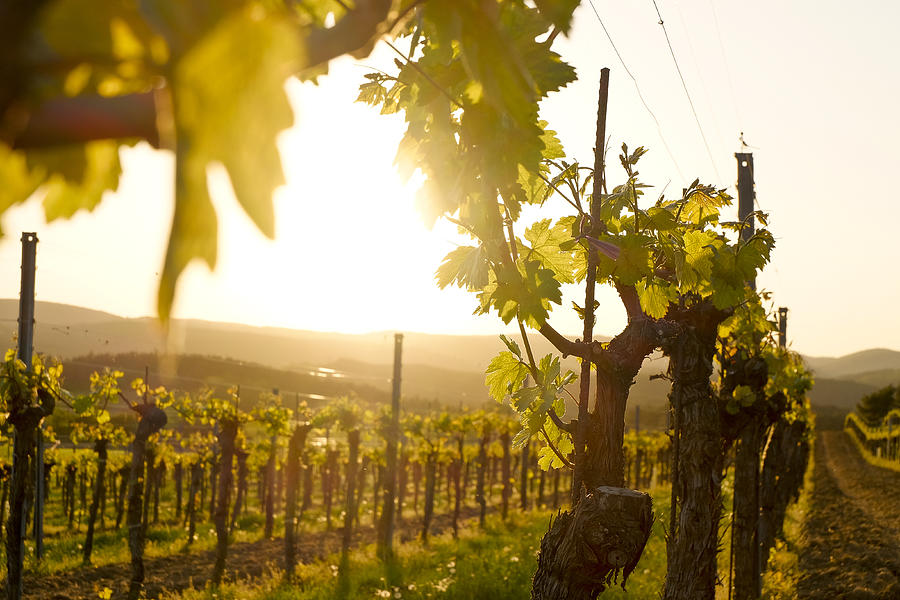 Vineyard in the famous Austrian winegrowing area Kamptal (Langenlois), Lower Austria Photograph by Leonsbox