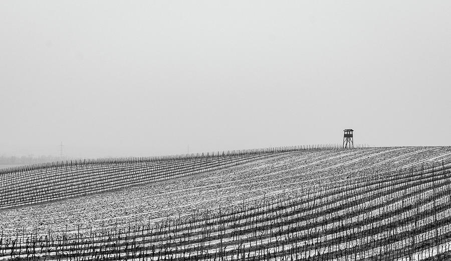 Vineyard in the Winter Photograph by Martin Vorel Minimalist Photography