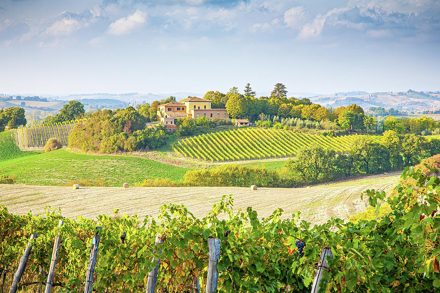Vineyard In Tuscany Photograph by Marla Brown
