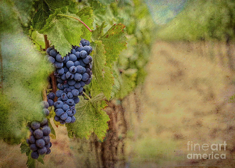Vineyard Digital Art by Jim Hatch