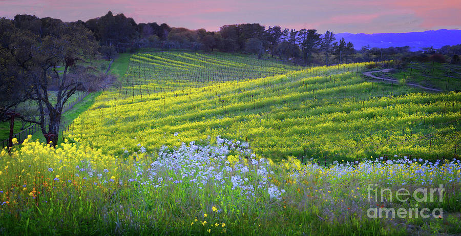 Vineyard Landscape Photograph by Melinda Hughes-Berland