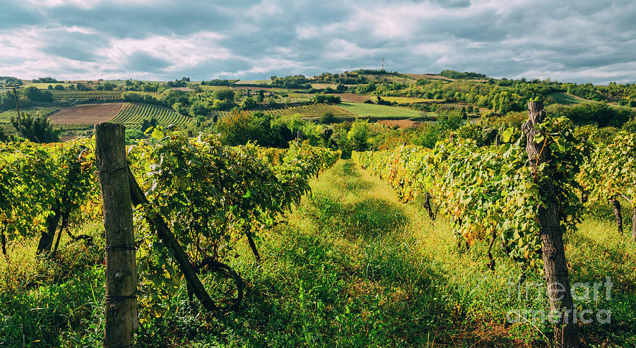 Vineyard landscape with dramatic sky Photograph by Jelena Jovanovic