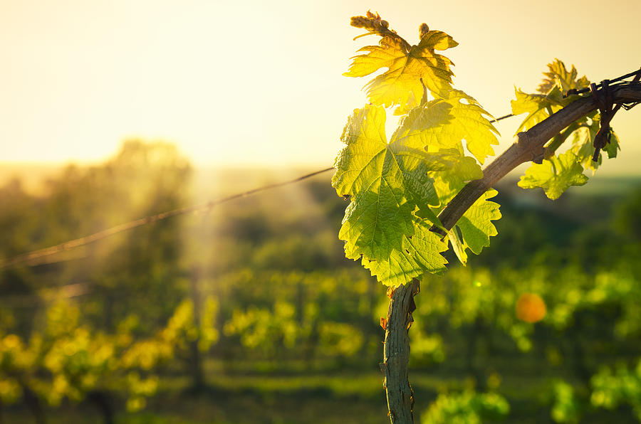 Vineyard leaf at Chianti Region hills on sunset in Tuscany Photograph by Franckreporter