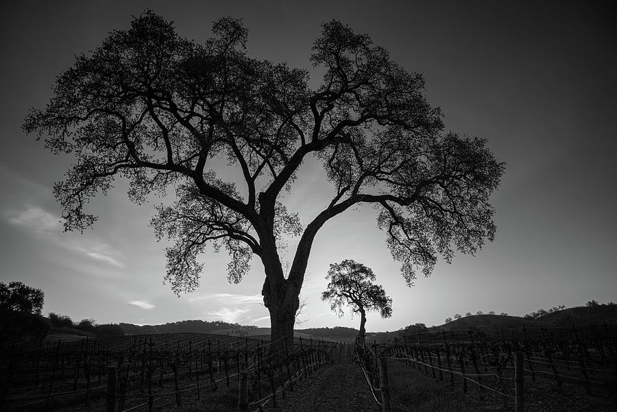 Tree Photograph - Vineyard Oak Arch by Joseph Smith