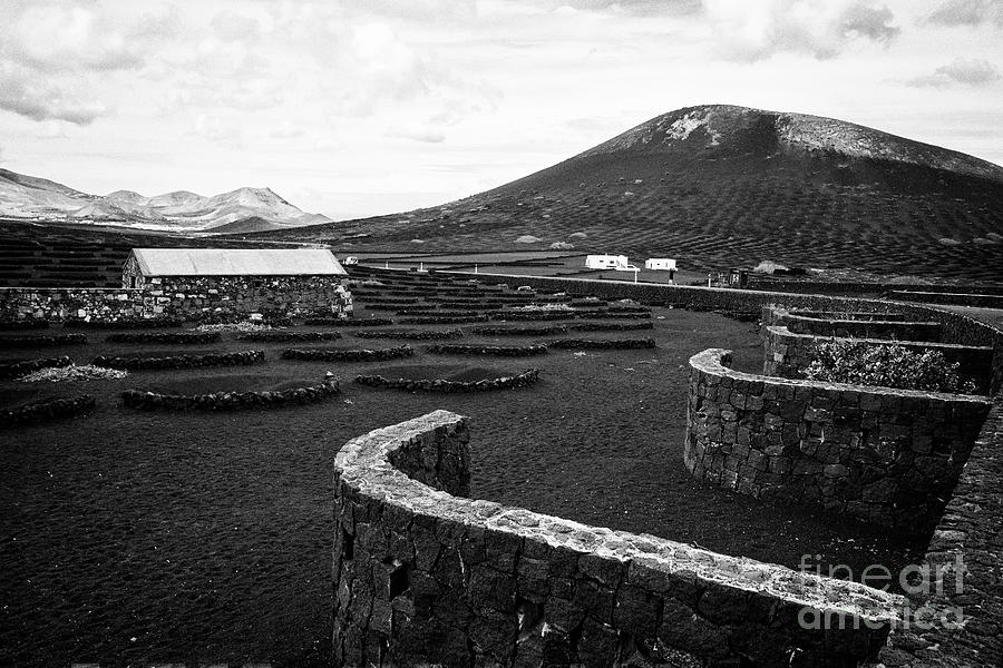 vineyard of bodegas rubicon in the wine making region of la geria