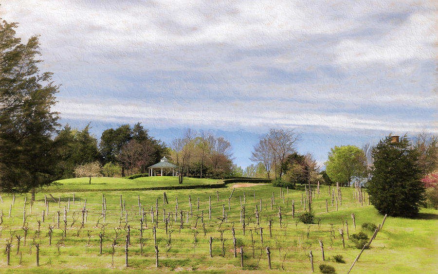 Rassawek Vineyards in Columbia Virginia Photograph by Ola Allen