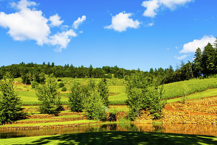 Vineyard on Eola-Amity Hills, Oregon Photograph by Aashish Vaidya