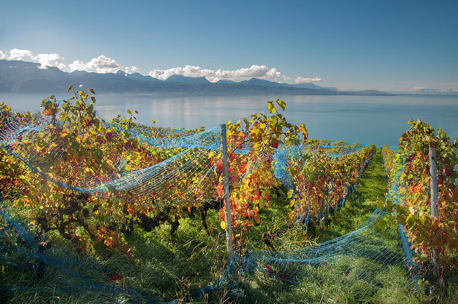 Vineyard On Lake Geneva Photograph