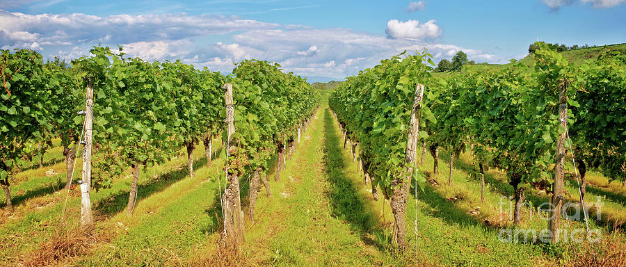 Vineyard panorama Photograph by Delphimages Photo Creations