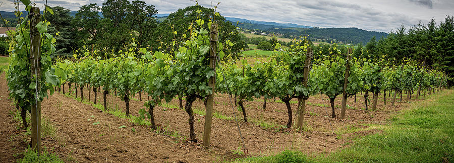 Vineyard Panorama Photograph by Jean Noren