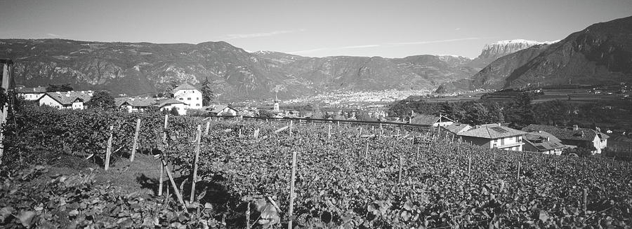 Vineyard, San Paolo, Bolzano, Italy Photograph by Panoramic Images