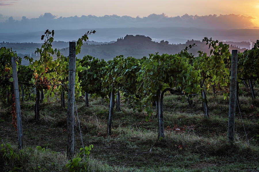 Vineyard Sunrise Tuscany Italy Photograph by Joan Carroll