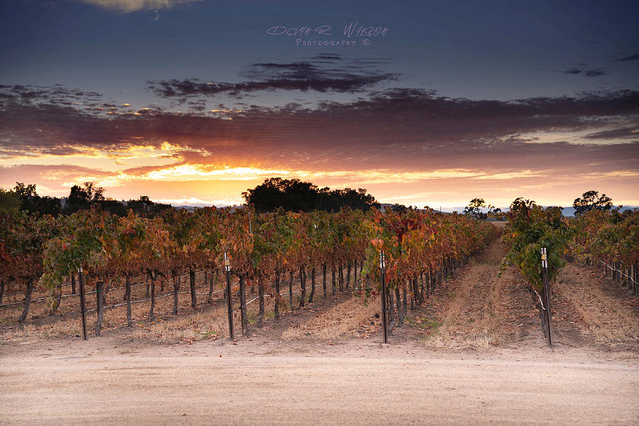 Vineyard Sunset Photograph by Devin Wilson
