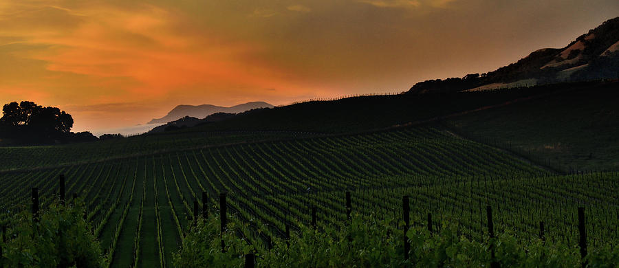 Vineyard Sunset  Photograph by Mark Norman