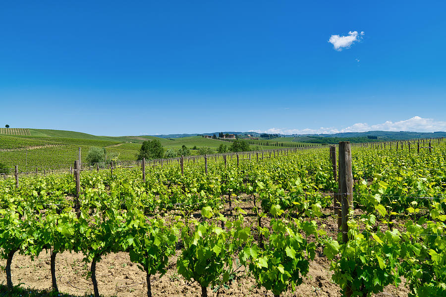 Vineyard, Tuscany, Italy Photograph by Mauro Tandoi