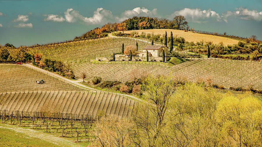 Vineyard View in Tuscan Spring Photograph by Marcy Wielfaert