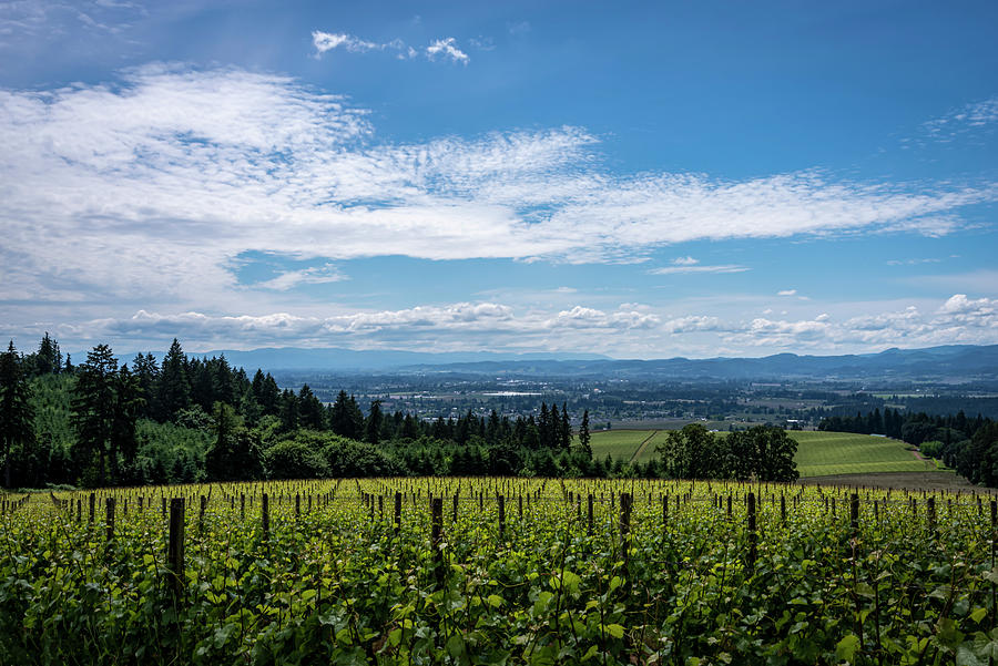 Vineyard Views Photograph by Steven Clark