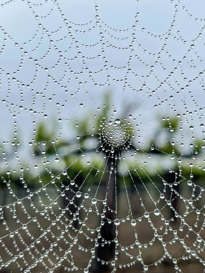 Spider Photograph - Vineyard Web by Alec Klobuchar