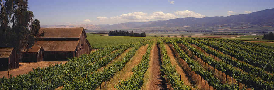 Vineyard with classic barns, mountains beyond Photograph by Timothy Hearsum