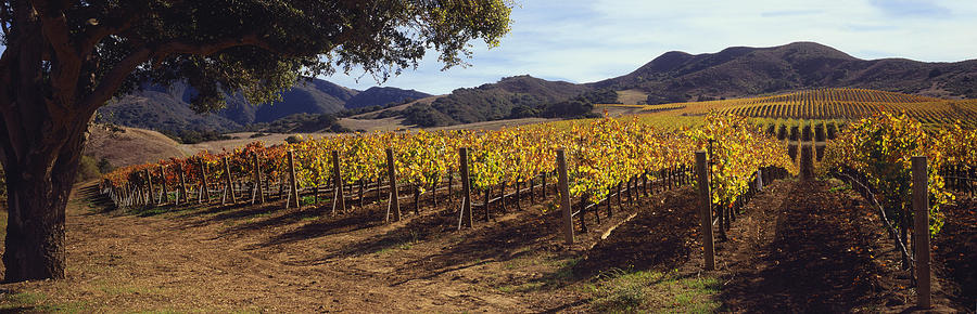 Vineyard with fall foliage; mountains beyond Photograph by Timothy Hearsum