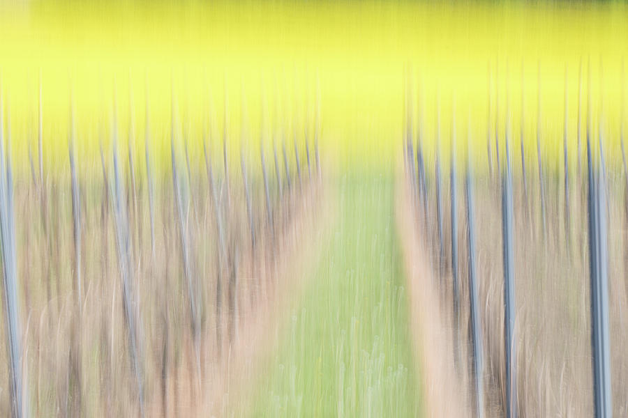 Vineyard Photograph - Vineyard with Rapeseeds by Marion Rockstroh-Kruft Vineyard Photograph - Vineyard with Rapeseeds by Marion Rockstroh-Kruft