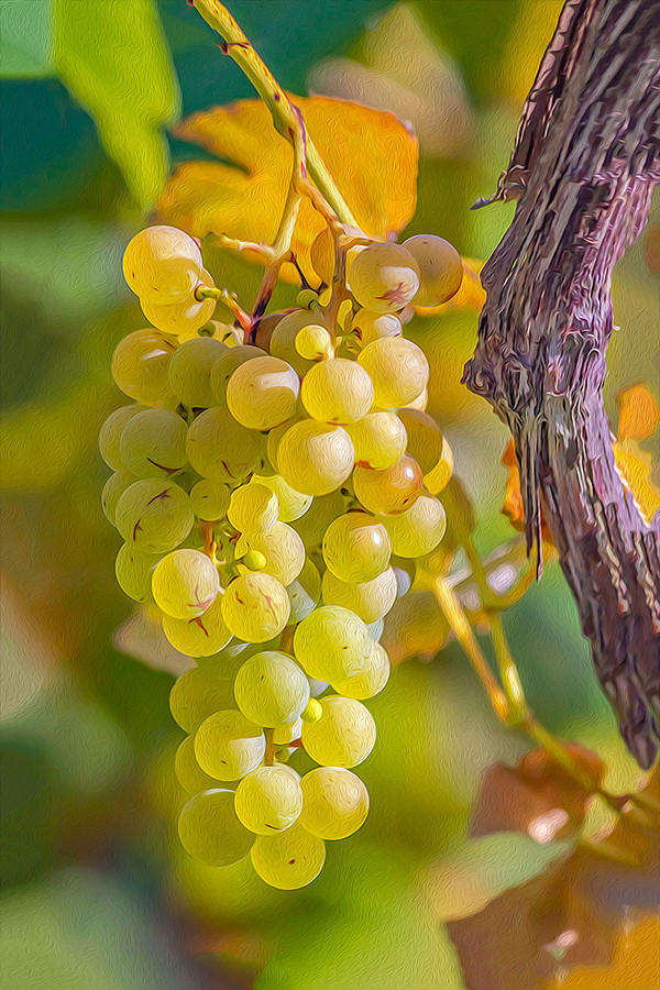 Vineyards 01 OP Photograph by Jim Dollar