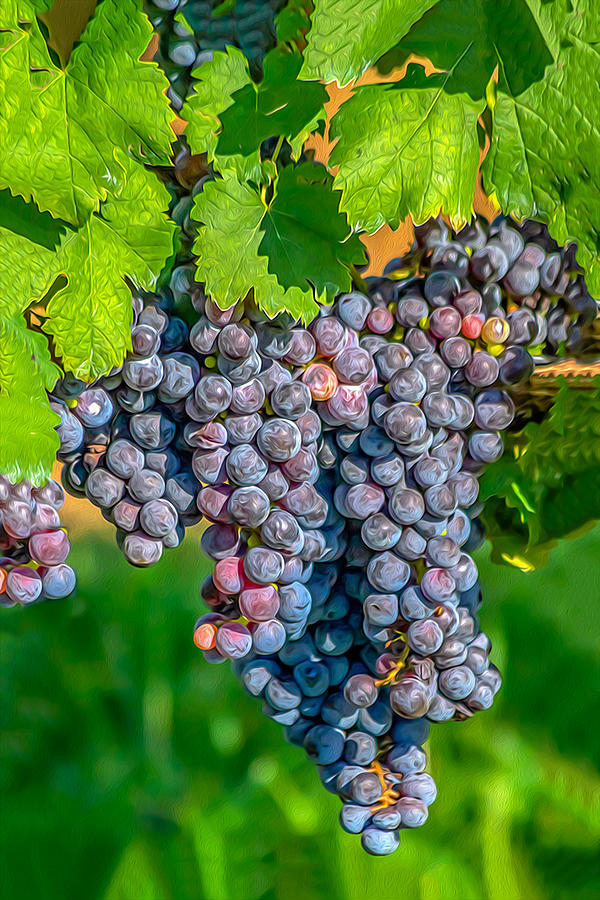 Vineyards 03 OP Photograph by Jim Dollar
