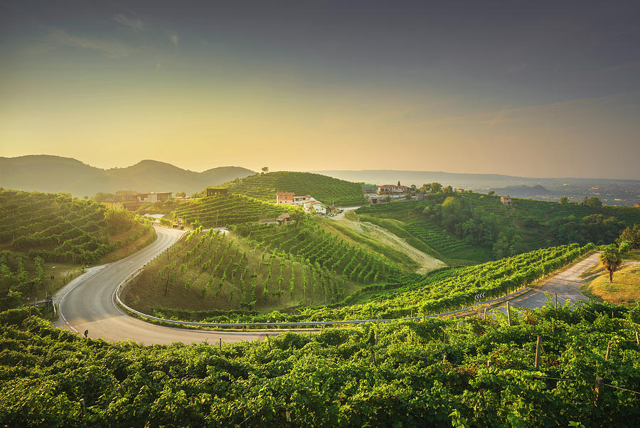 Vineyards and a road at sunrise. Prosecco Hills, Italy Photograph by Stefano Orazzini