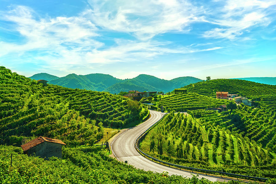 Vineyards and road in Prosecco Hills Photograph by Stefano Orazzini