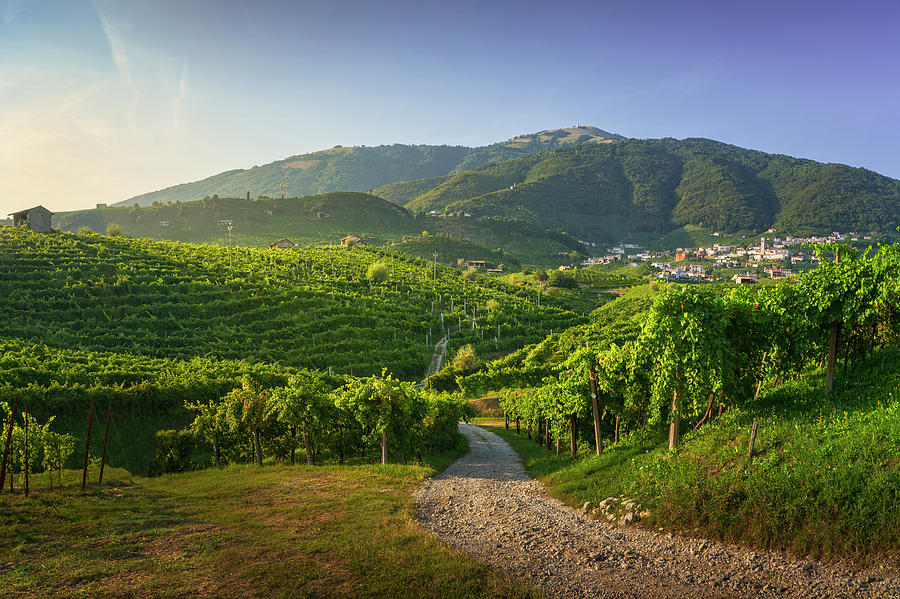 Vineyards and rural road. Prosecco Hills Photograph by Stefano Orazzini