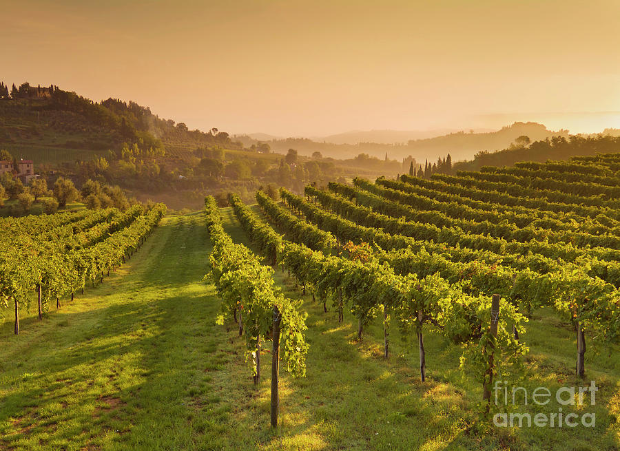 Vineyards at sunrise, Tuscan, Italy Photograph by Neale And Judith Clark