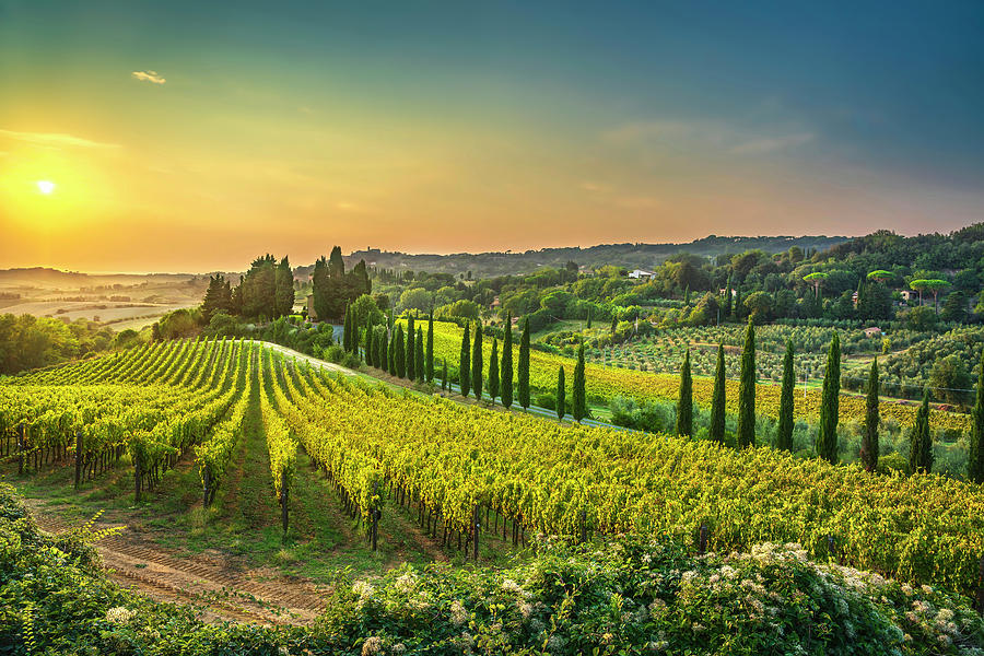 Vineyards at Sunset in Casale Marittimo, Maremma, Tuscany Photograph by Stefano Orazzini