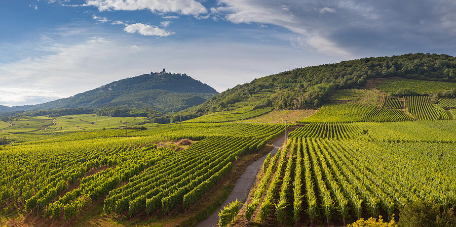 Vineyards by the footsteps of the mountains in Alsace, France Photograph by Kirill Rudenko