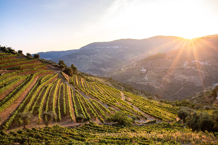 Vineyards in Douro at harvest time. Portugal, Europe Photograph by Francesco Riccardo Iacomino
