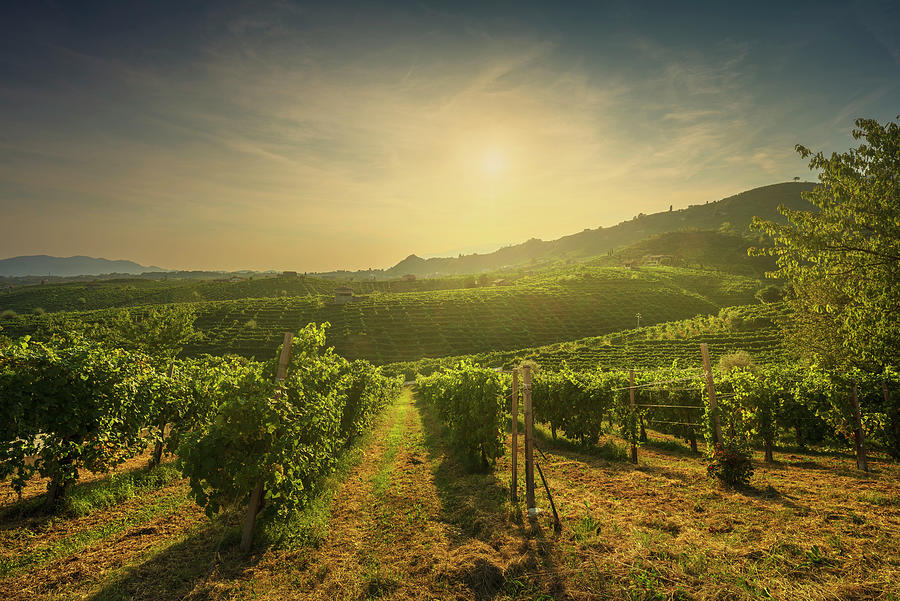 Vineyards in Prosecco Hills, Santo Stefano, Italy Photograph by Stefano Orazzini