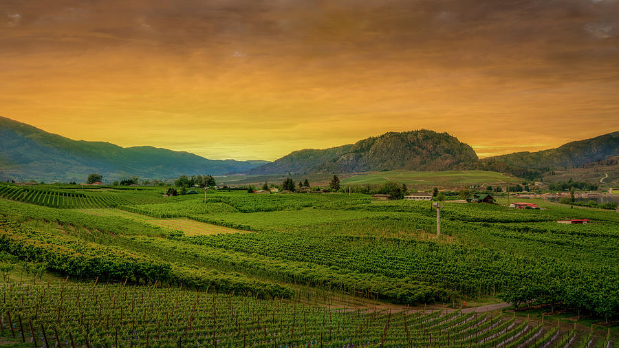 Fruit Photograph - Vineyards in the glow of the setting sun in the Okanagan Valley by Harry Beugelink