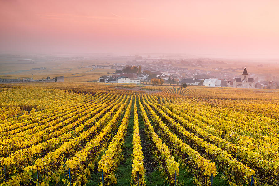 Vineyards in the mist at sunrise, Oger, Champagne, France Photograph by Matteo Colombo