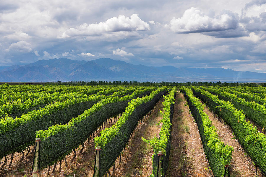 Vineyards in the Uco Valley Photograph by Matthew Williams-Ellis - Pixels