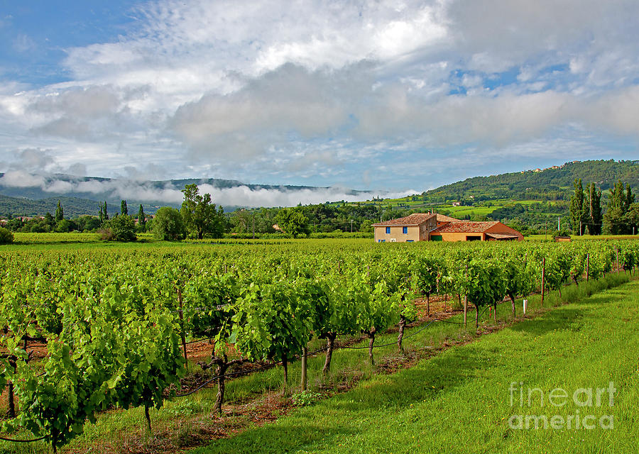 Vineyards In The Vaucluse Near Sault, France Photograph