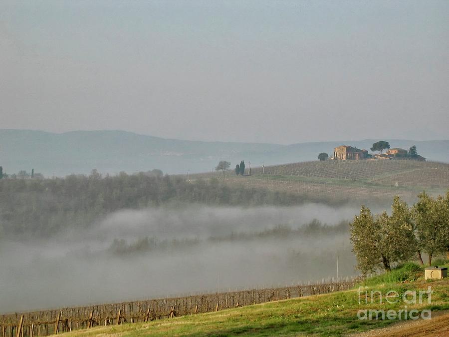 Vineyards In Umbria In The Fog Photograph
