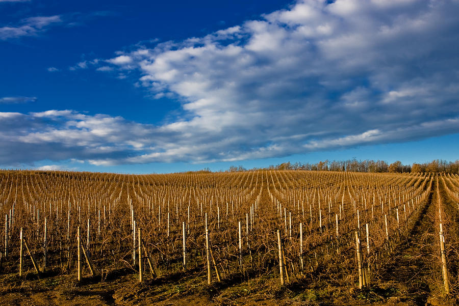 Vineyards Photograph by Massimo Pelagagge
