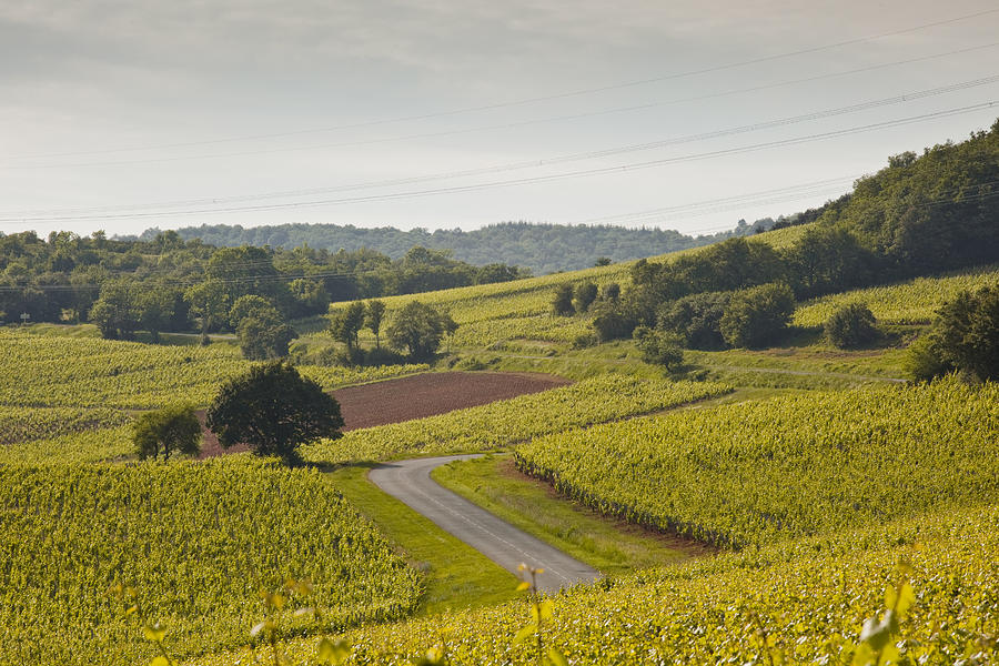 Vineyards near to Macon in Burgundy Photograph by Julian Elliott Photography