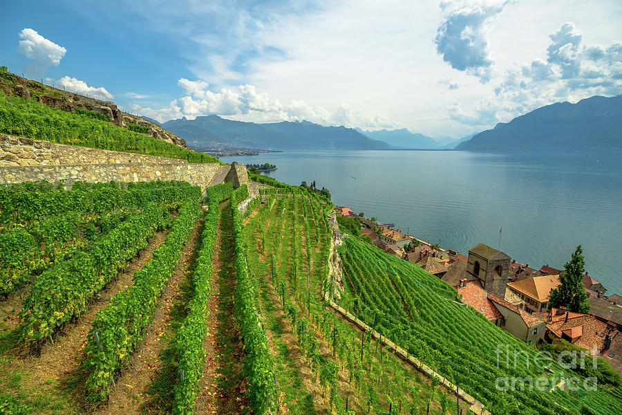 Vineyards of Lavaux Photograph by Benny Marty