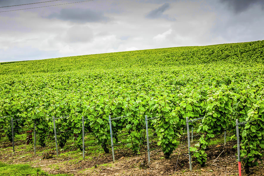 Nature Photograph - Vineyards of  Rilly-la-Montagne by Chris Smith