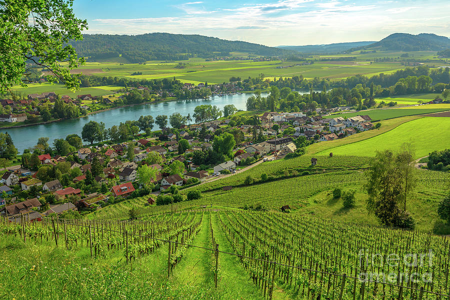 Vineyards of Stein am Rhein Switzerland Photograph by Benny Marty